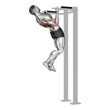 Animated demonstration: reverse grip pull-up — target lats