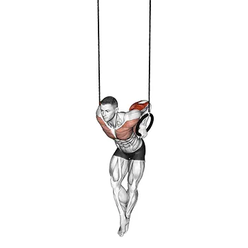 ring dips — target triceps