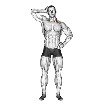 Animated demonstration: side push neck stretch — target levator scapulae