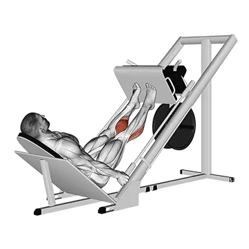 Animated demonstration: sled 45в° calf press — target calves