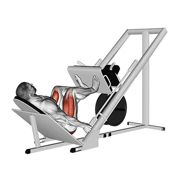 Animated demonstration: sled 45в° leg press — target glutes
