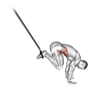 Animated demonstration: suspended reverse crunch — target abs
