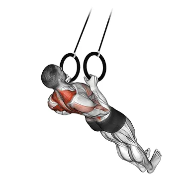 Animated demonstration: suspended row — target upper back