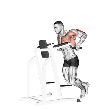 Animated demonstration: triceps dip — target triceps