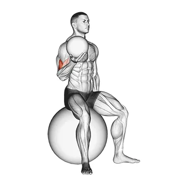 Animated demonstration: weighted seated bicep curl (on stability ball) — target biceps