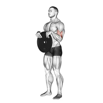 Animated demonstration: weighted standing curl — target biceps