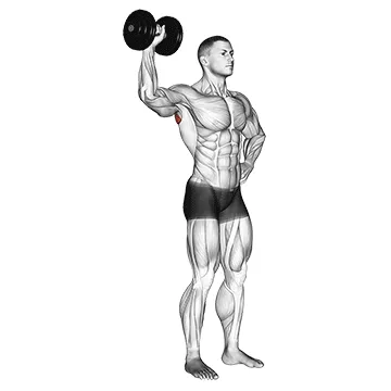Animated demonstration: dumbbell upright shoulder external rotation — target delts
