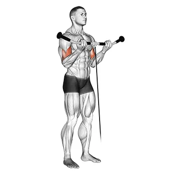 Animated demonstration: cable curl — target biceps