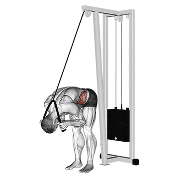 Animated demonstration: cable standing crunch (with rope attachment) — target abs