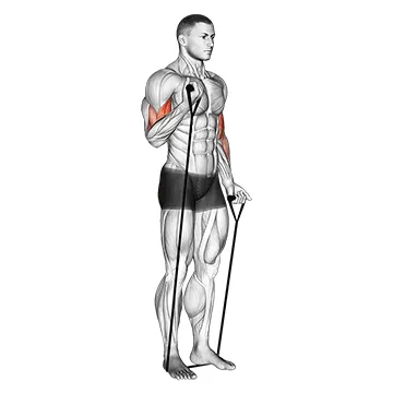 Animated demonstration: band alternating biceps curl — target biceps
