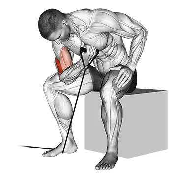 Animated demonstration: band concentration curl — target biceps