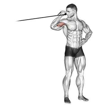 Animated demonstration: band one arm overhead biceps curl — target biceps