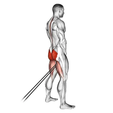 Animated demonstration: band pull through — target glutes