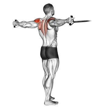 Animated demonstration: band reverse fly — target delts