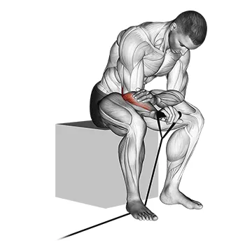 Animated demonstration: band reverse wrist curl — target forearms
