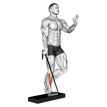 Animated demonstration: band single leg reverse calf raise — target calves