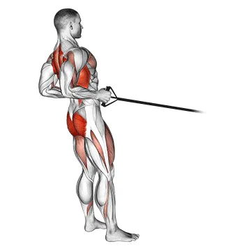 Animated demonstration: band squat row — target glutes