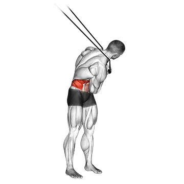 Animated demonstration: band standing twisting crunch — target abs