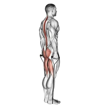 Animated demonstration: band straight leg deadlift — target spine