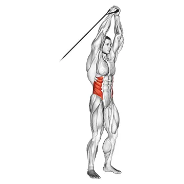 Animated demonstration: band vertical pallof press — target abs