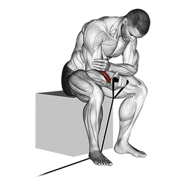 Animated demonstration: band wrist curl — target forearms