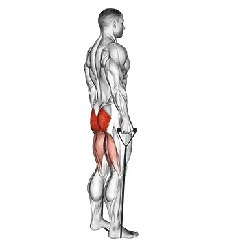 Animated demonstration: band straight back stiff leg deadlift — target glutes