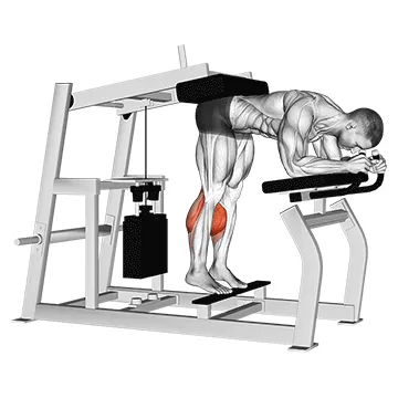 Animated demonstration: lever donkey calf raise — target calves