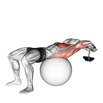 Animated demonstration: dumbbell lying pullover on exercise ball — target pectorals