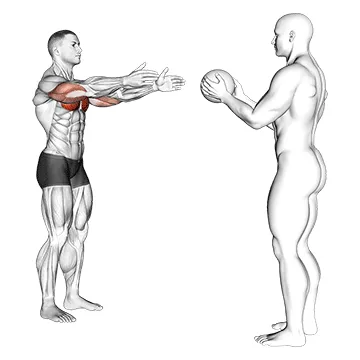 Animated demonstration: medicine ball chest pass — target pectorals