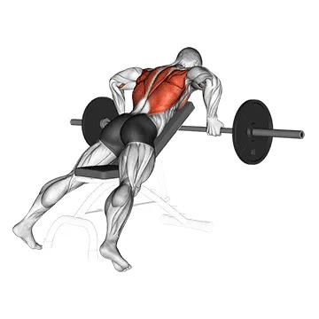 Animated demonstration: barbell reverse grip incline bench row — target upper back