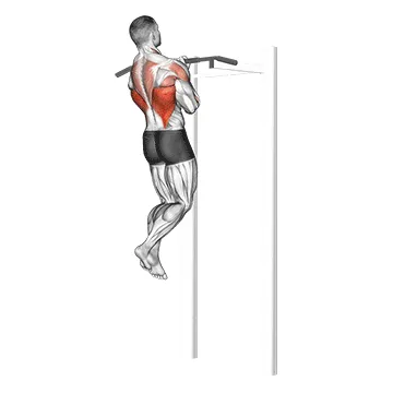 Animated demonstration: close grip chin-up — target lats