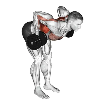 Animated demonstration: dumbbell palm rotational bent over row — target upper back