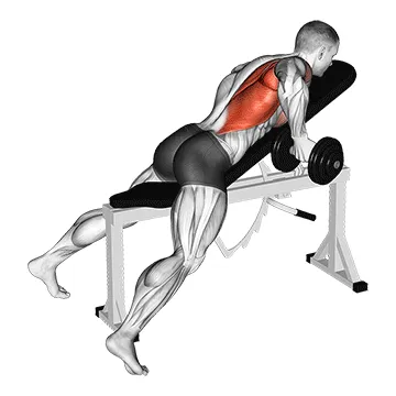Animated demonstration: dumbbell reverse grip incline bench one arm row — target upper back