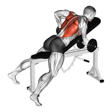 Animated demonstration: dumbbell reverse grip incline bench two arm row — target upper back