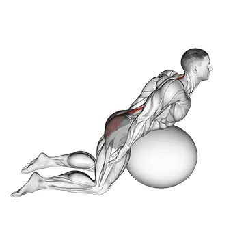Animated demonstration: exercise ball back extension with arms extended — target spine