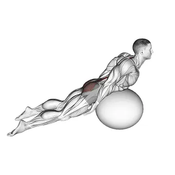 Animated demonstration: exercise ball back extension with knees off ground — target spine