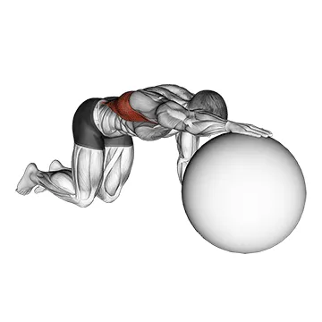 Animated demonstration: exercise ball lat stretch — target lats