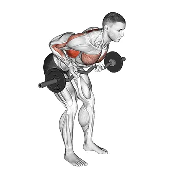 Animated demonstration: ez bar reverse grip bent over row — target upper back