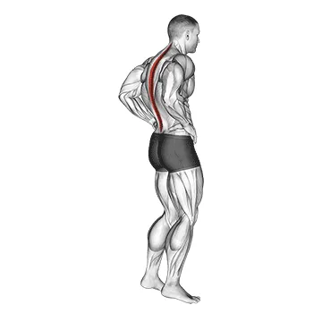 Animated demonstration: standing pelvic tilt — target spine