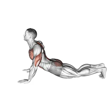 Animated demonstration: upward facing dog — target spine