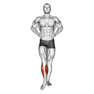 Animated demonstration: ankle circles — target calves