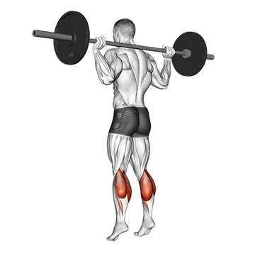 Animated demonstration: barbell floor calf raise — target calves