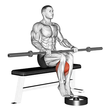 Animated demonstration: barbell seated calf raise — target calves