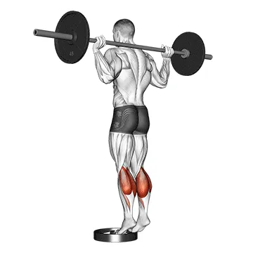 Animated demonstration: barbell standing calf raise — target calves