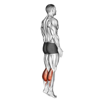 Animated demonstration: bodyweight standing calf raise — target calves