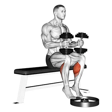 Animated demonstration: dumbbell seated calf raise — target calves