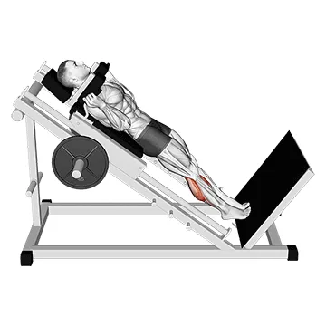 Animated demonstration: hack calf raise — target calves