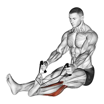 Animated demonstration: posterior tibialis stretch — target calves