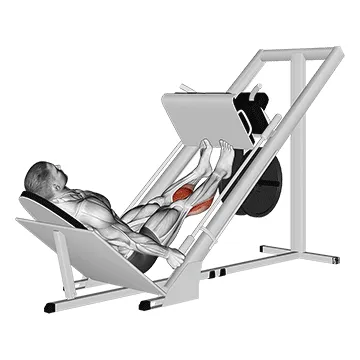 Animated demonstration: sled calf press on leg press — target calves