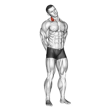 Animated demonstration: neck side stretch — target levator scapulae